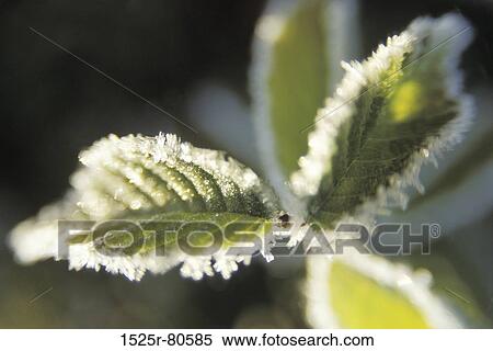 Close-up of ice on leaves of a plant View Large Photo Image Stock Photography - Close-up of ice on leaves of a plant. Fotosearch