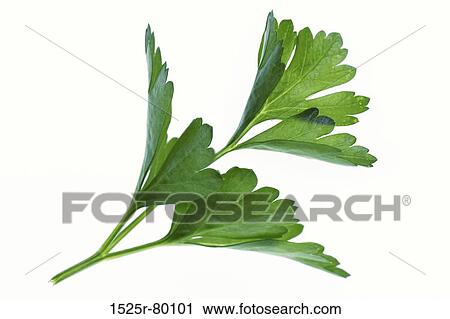 Close-up of leaves of parsley View Large Photo Image Stock Image - Close-up of leaves of parsley. Fotosearch