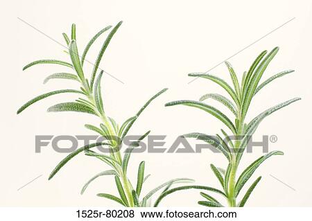 Close-up of leaves on branches View Large Photo Image Stock Photo - Close-up of leaves on branches. Fotosearch