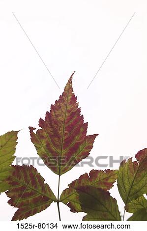 Close-up of leaves View Large Photo Image Picture - Close-up of leaves. Fotosearch