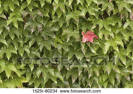 Close-up of leaves View Large Photo Image Picture - Close-up of leaves. Fotosearch