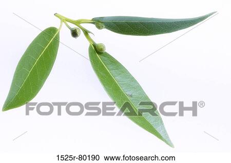 Close-up of leaves View Large Photo Image Stock Image - Close-up of leaves. Fotosearch