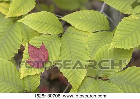Stock Photograph - Close-up of leaves. Fotosearch