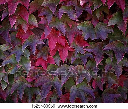 Stock Photo - Close-up of maple leaves. Fotosearch