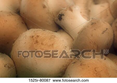 Stock Photo - Close-up of mushrooms. Fotosearch