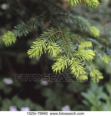 Close-up of needles on a pine tree View Large Photo Image Stock Image - Close-up of needles on a pine tree. Fotosearch