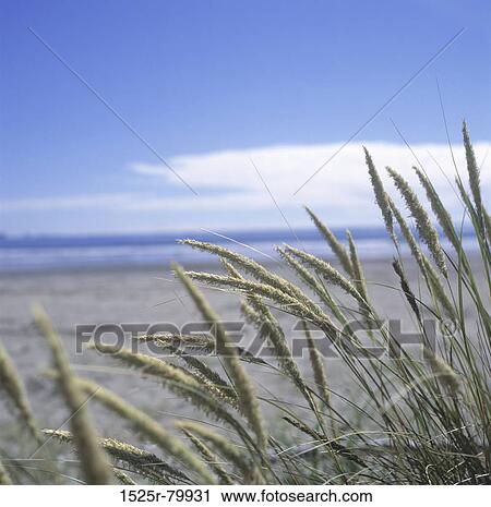 Close-up of plants on the beach View Large Photo Image Stock Image - Close-up of plants on the beach. Fotosearch