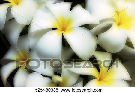 Close-up of Plumeria flowers (Frangipani) View Large Photo Image Stock Photo - Close-up of Plumeria flowers (Frangipani). Fotosearch