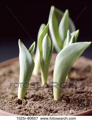 Stock Photo - Close-up of potted plants. Fotosearch