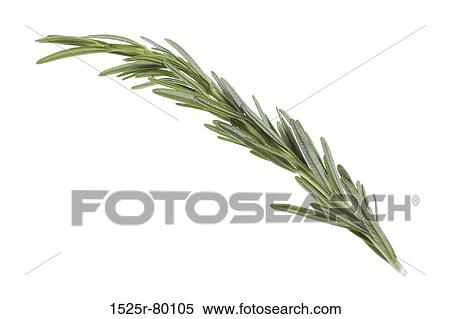 Stock Photography - Close-up of rosemary. Fotosearch
