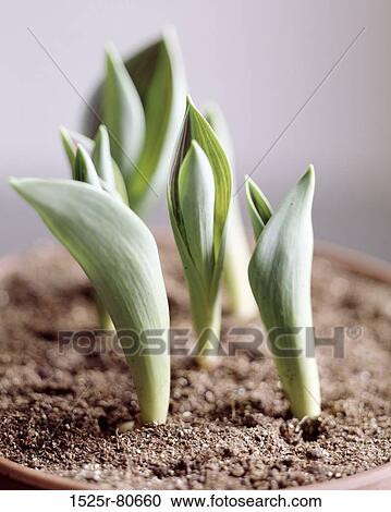 Stock Image - Close-up of sprouts. Fotosearch
