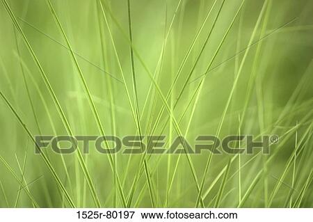 Close-up of tall grass View Large Photo Image Stock Photo - Close-up of tall grass. Fotosearch