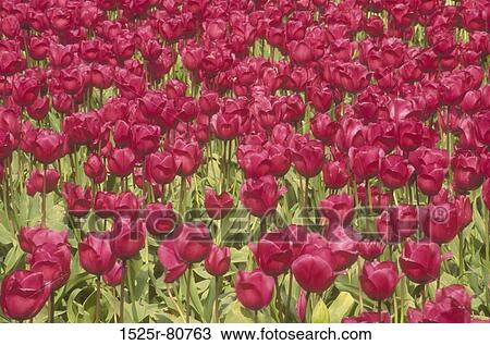 Close-up of tulips in a field View Large Photo Image Stock Image - Close-up of tulips in a field. Fotosearch