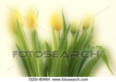 Picture - Close-up of Tulips. Fotosearch