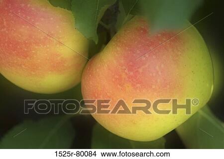 Close-up of two apples on a tree View Large Photo Image Picture - Close-up of two apples on a tree. Fotosearch