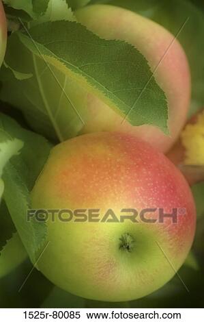 Close-up of two apples on a tree View Large Photo Image Stock Photography - Close-up of two apples on a tree. Fotosearch