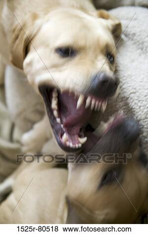 Stock Photo - Close-up of two dogs fighting. Fotosearch