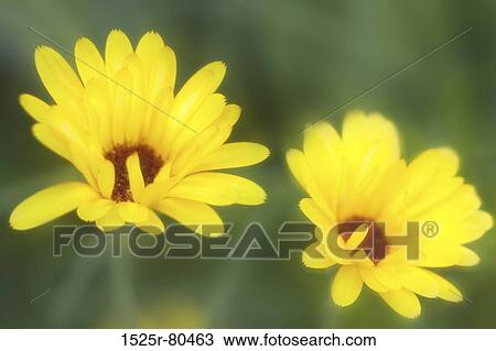 Close-up of two flowers View Large Photo Image Stock Image - Close-up of two flowers. Fotosearch