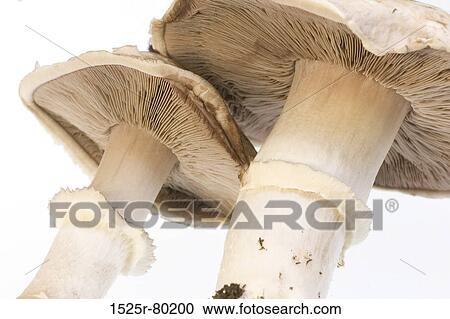 Close-up of two mushrooms View Large Photo Image Stock Image - Close-up of two mushrooms. Fotosearch