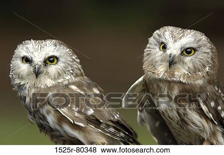 Close-up of two owls View Large Photo Image Stock Photo - Close-up of two owls. Fotosearch