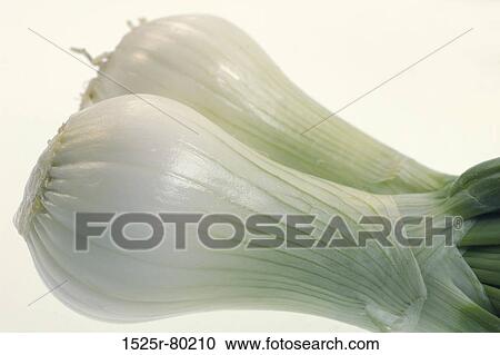 Close-up of two spring onions View Large Photo Image Stock Image - Close-up of two spring onions. Fotosearch
