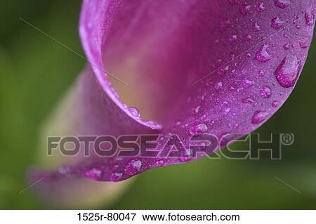 Close-up of water drops on a flower View Large Photo Image Stock Photo - Close-up of water drops on a flower. Fotosearch