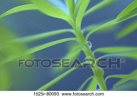 Close-up of water drops on a plant View Large Photo Image Stock Image - Close-up of water drops on a plant. Fotosearch