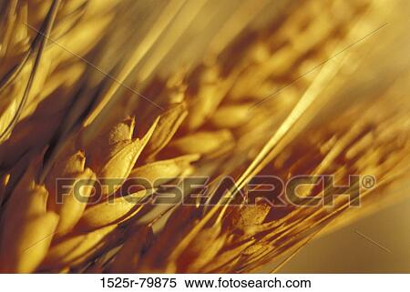 Close-up of wheat grain View Large Photo Image Stock Photography - Close-up of wheat grain. Fotosearch