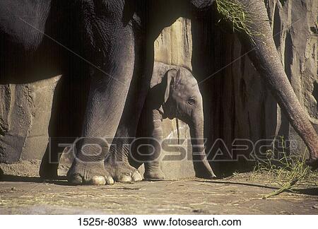 Elephant standing with its young one View Large Photo Image Stock Image - Elephant standing with its young one. Fotosearch