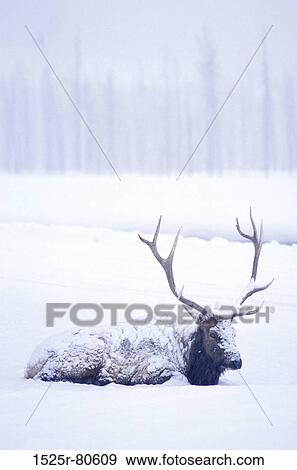 Elk sitting on snow View Large Photo Image Stock Photo - Elk sitting on snow. Fotosearch