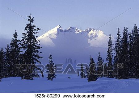 Evergreen trees in front of a mountain View Large Photo Image Stock Photo - Evergreen trees in front of a mountain. Fotosearch