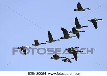 Flock of geese flying in the sky View Large Photo Image Picture - Flock of geese flying in the sky. Fotosearch