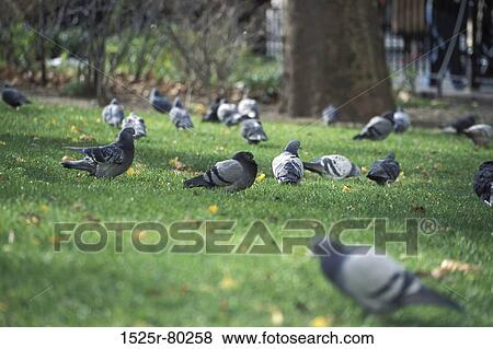 Flock of pigeon in a park View Large Photo Image Stock Photo - Flock of pigeon in a park. Fotosearch