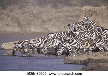 Herd of zebras drinking water at a river View Large Photo Image Stock Image - Herd of zebras drinking water at a river. Fotosearch