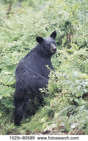 Stock Photo - High angle view of a bear standing in a forest. Fotosearch