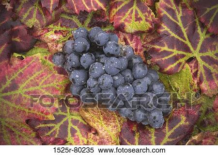 High angle view of a bunch of grapes on leaves View Large Photo Image Stock Photography - High angle view of a bunch of grapes on leaves. Fotosearch