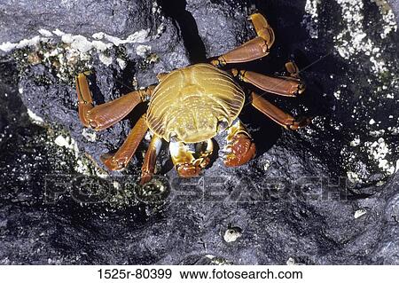 High angle view of a crab on a rock View Large Photo Image Stock Photo - High angle view of a crab on a rock. Fotosearch