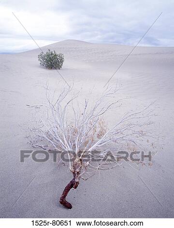 Stock Image - High angle view of a fallen tree in a desert. Fotosearch