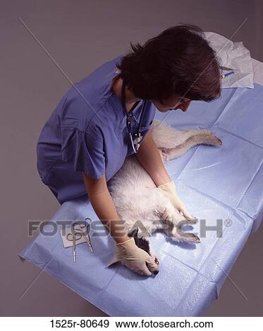 High angle view of a female doctor examining a dog View Large Photo Image Stock Photo - High angle view of a female doctor examining a dog. Fotosearch