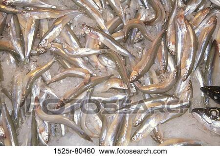 High angle view of a group of sardines on ice View Large Photo Image Stock Image - High angle view of a group of sardines on ice. Fotosearch