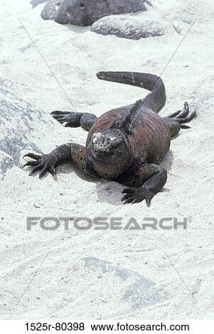 Stock Photo - High angle view of a lizard walking in sand. Fotosearch