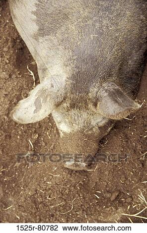 Stock Image - High angle view of a pig lying on dirt. Fotosearch