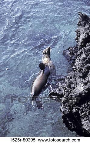 High angle view of a seal swimming in the sea View Large Photo Image Stock Photography - High angle view of a seal swimming in the sea. Fotosearch
