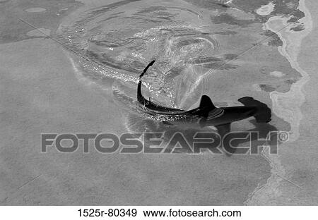 High angle view of a shark swimming in water View Large Photo Image Stock Photo - High angle view of a shark swimming in water. Fotosearch