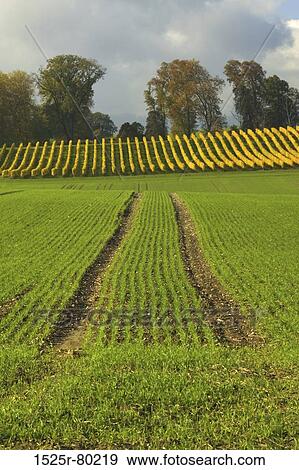 High angle view of crops in the field View Large Photo Image Stock Photo - High angle view of crops in the field. Fotosearch