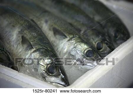 High angle view of four fish in a vessel View Large Photo Image Stock Image - High angle view of four fish in a vessel. Fotosearch