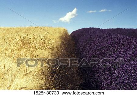 High angle view of Lavender and hay growing in a field View Large Photo Image Stock Image - High angle view of Lavender and hay growing in a field. Fotosearch