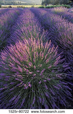 High angle view of Lavender in a field View Large Photo Image Stock Image - High angle view of Lavender in a field. Fotosearch