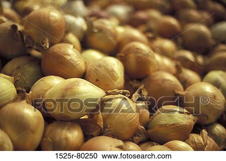 High angle view of onions View Large Photo Image Stock Image - High angle view of onions. Fotosearch
