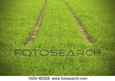 High angle view of trails on a grassland View Large Photo Image Stock Photo - High angle view of trails on a grassland. Fotosearch